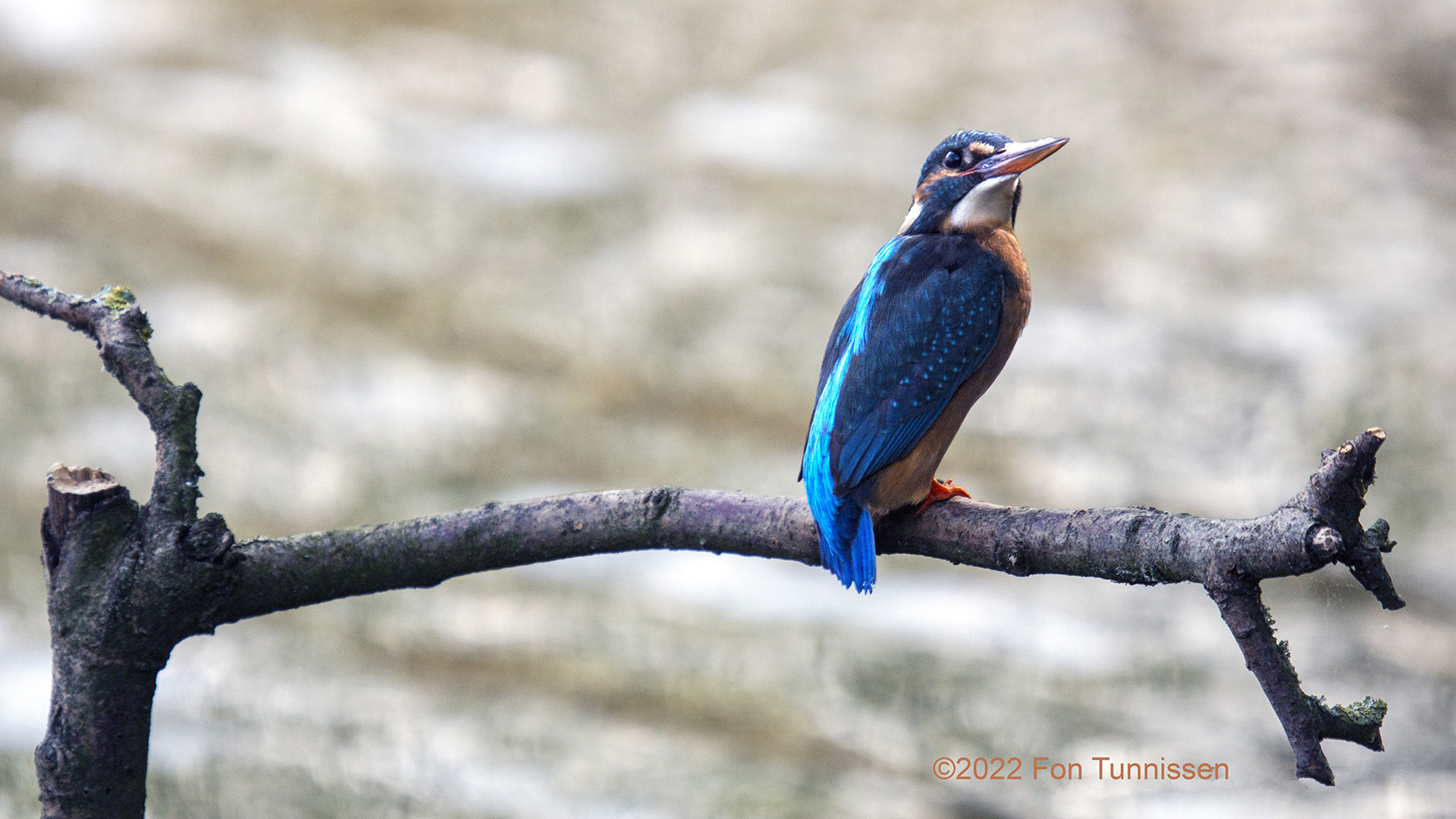 IJsvogel wacht op een Magnum